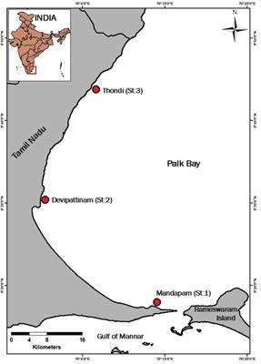 In situ Photosynthetic Activities and Associated Biogeochemical Changes in Three Tropical Seagrass Species